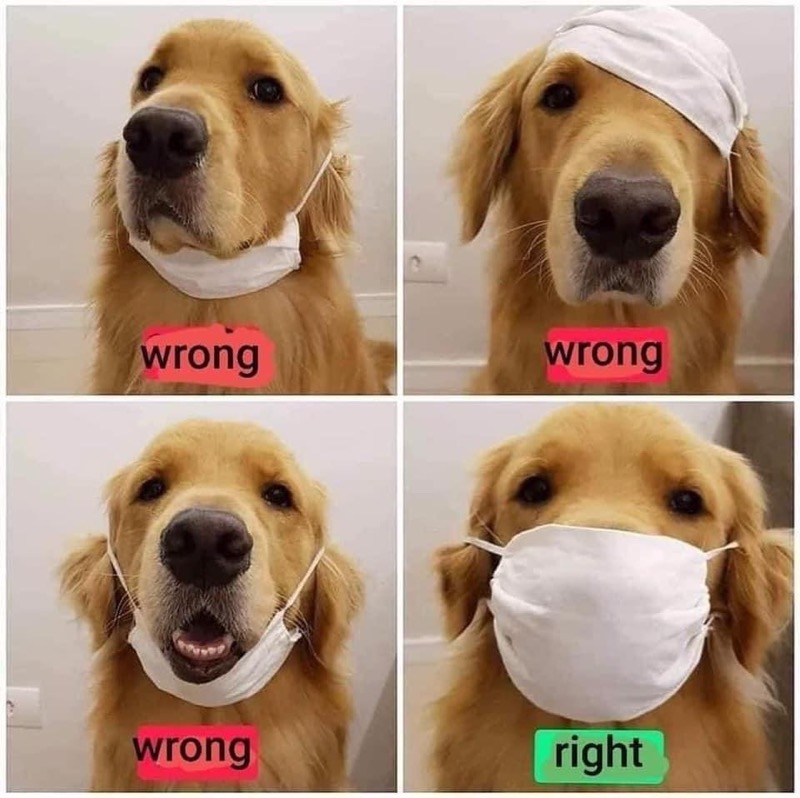Dog shows correct and incorrect way to wear a facemask
